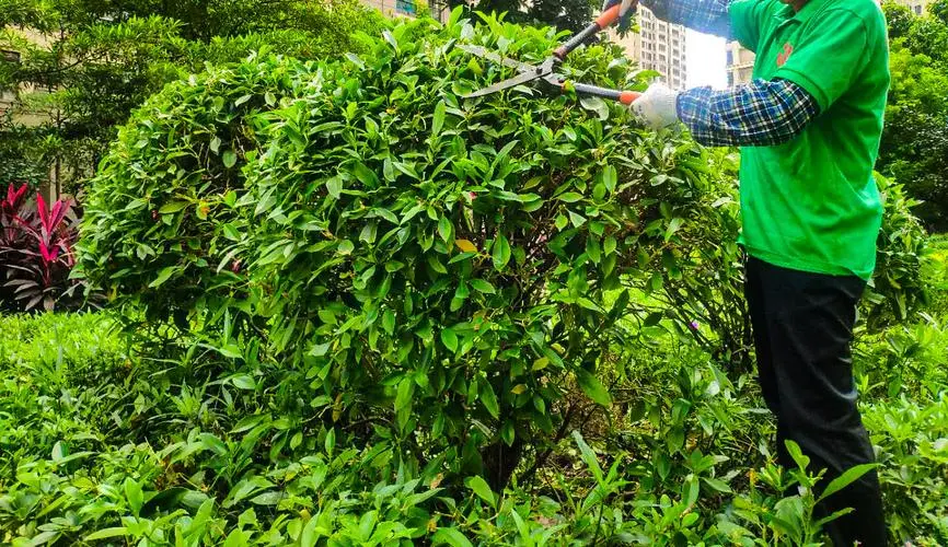 管理上的疏漏导致园林景观质量下降，公众呼吁改进