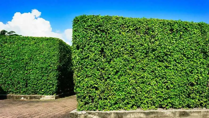 园林管理：水草繁殖不良成为景区难题